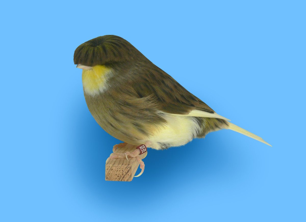 Канарейка Глостер корона