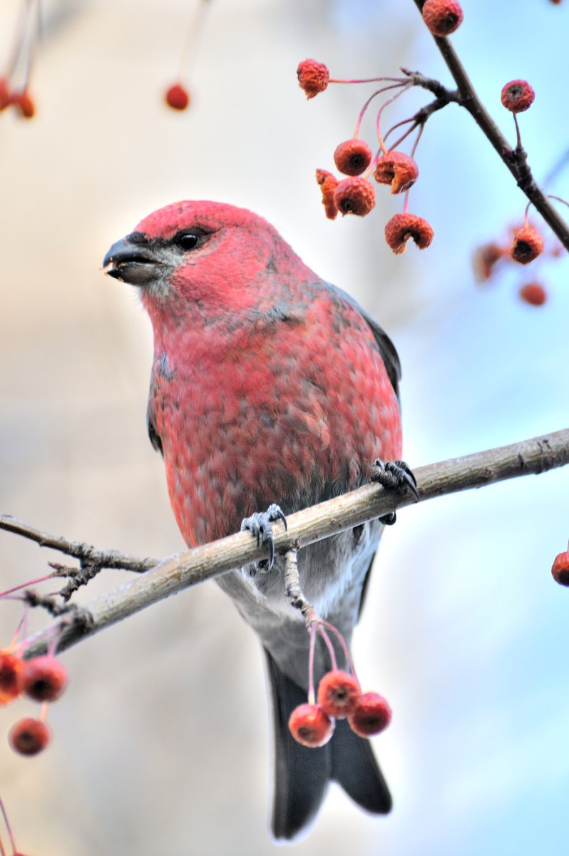 Щур обыкновенный pinicola enucleator