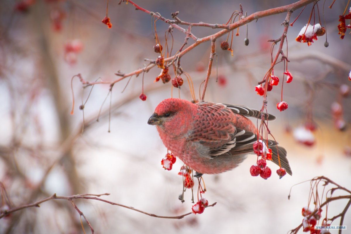 Малиновый Щур птица