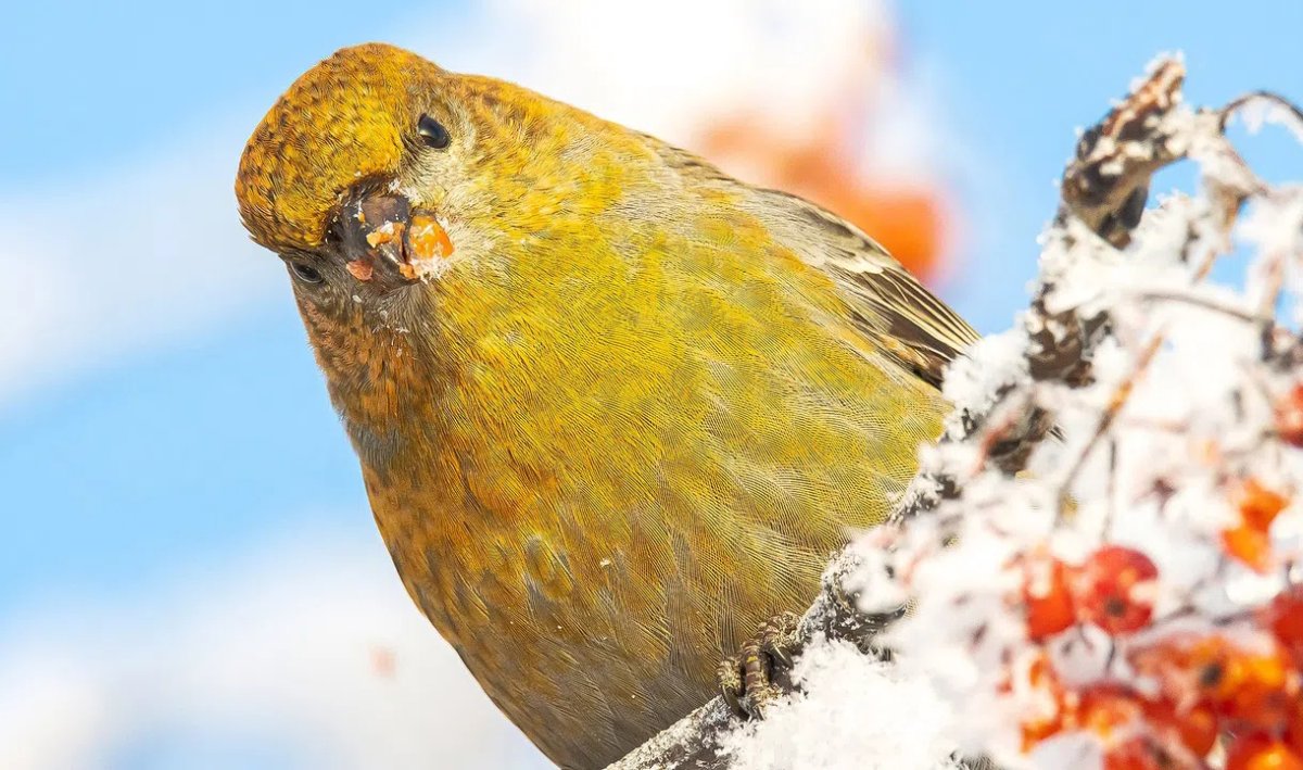 Щуры в Петербурге