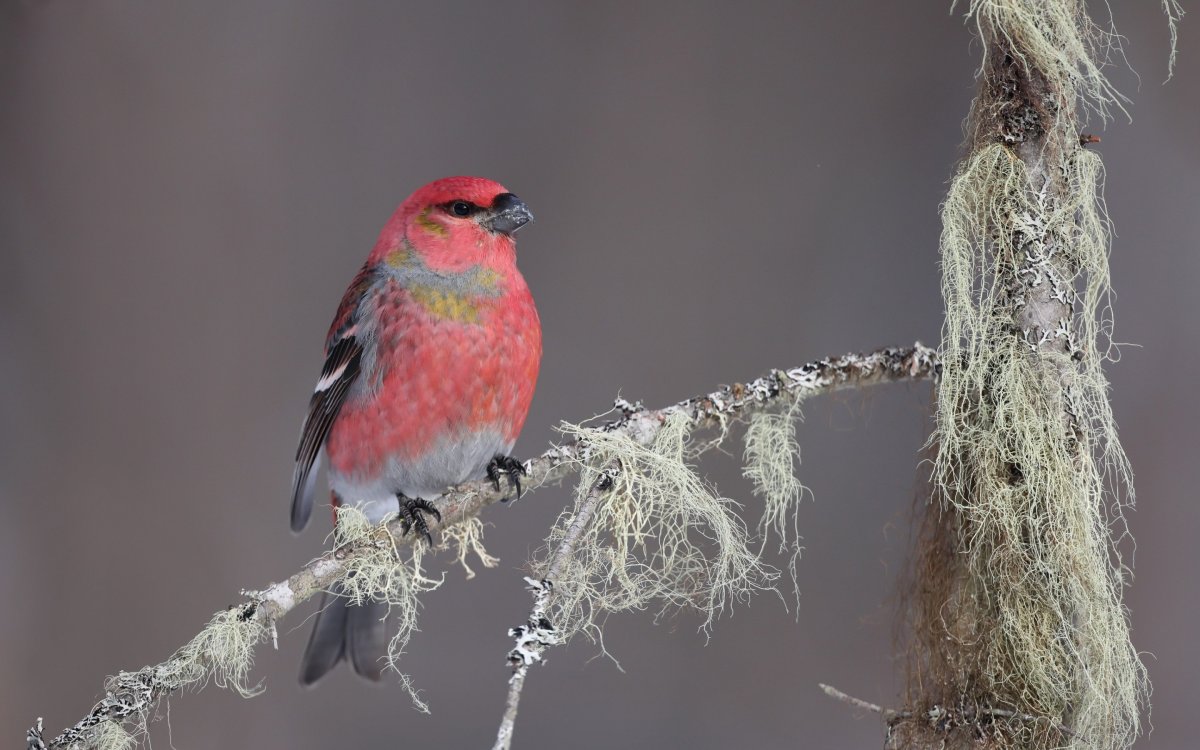 Щур рододендровый