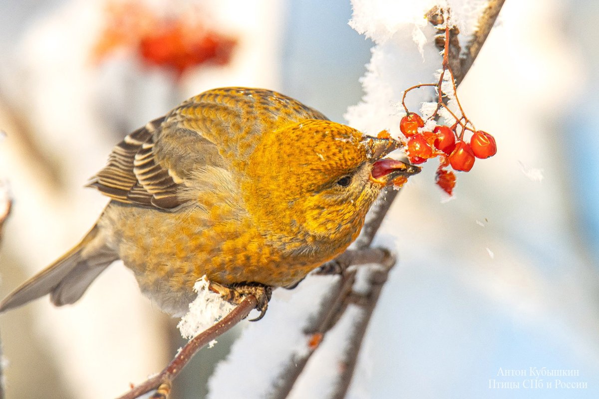 Щур Санкт Петербург