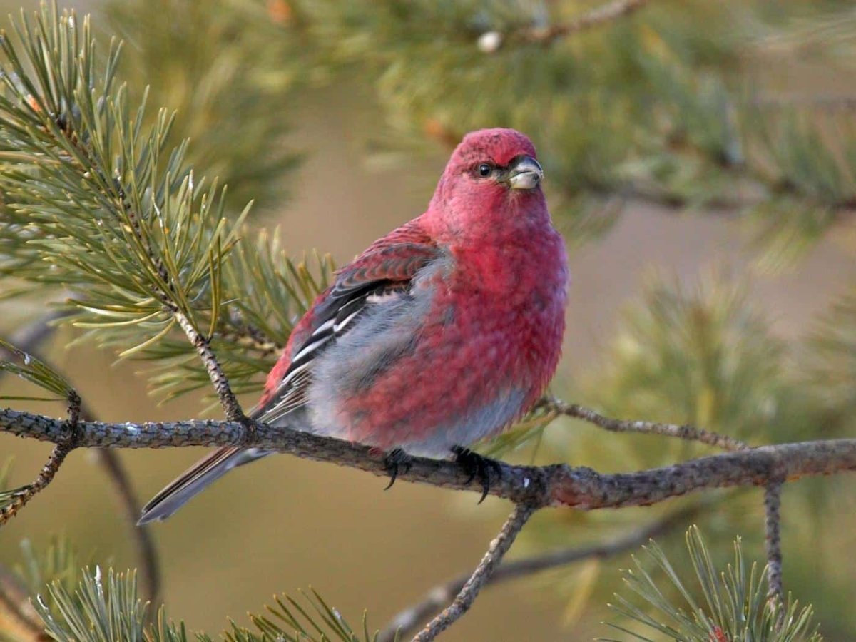 Птица Щур обыкновенный Щур