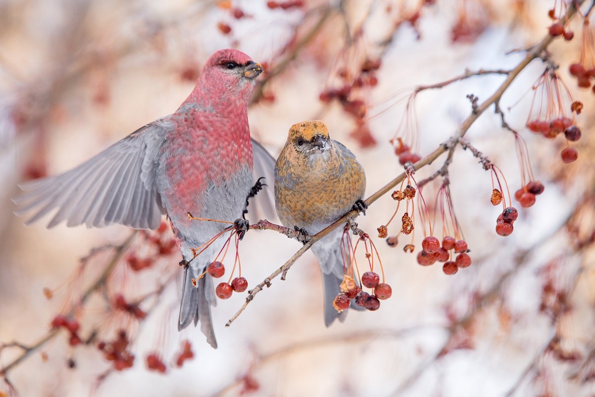 Клёст-еловик зимой