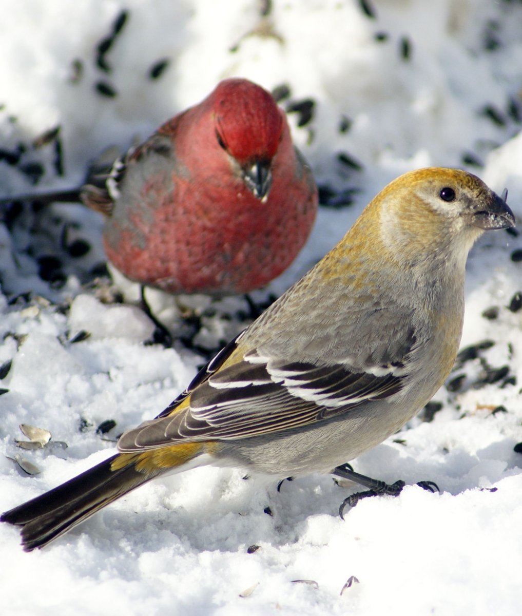 Щуры Вьюрковые
