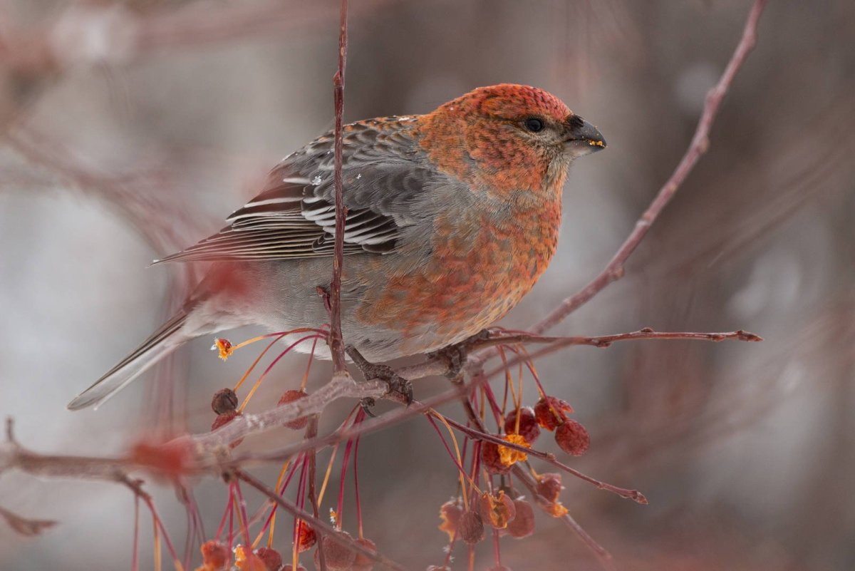 Щур рододендровый