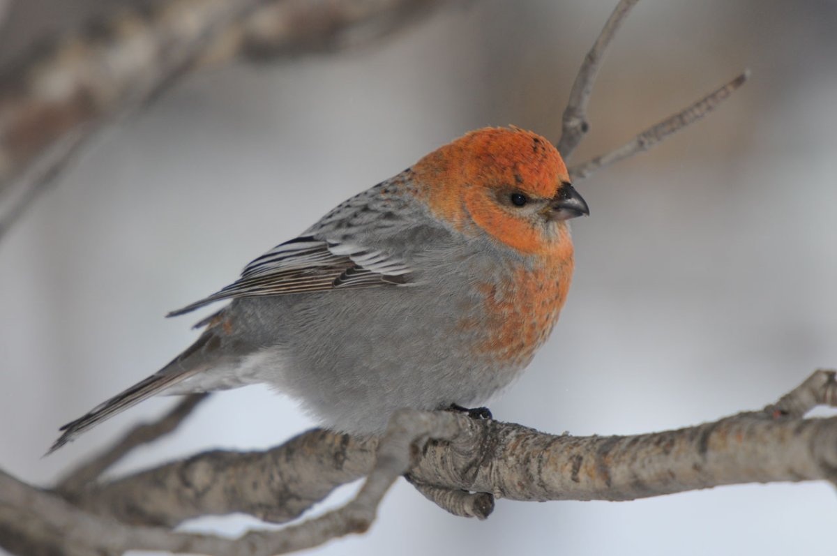 Щур в клетке