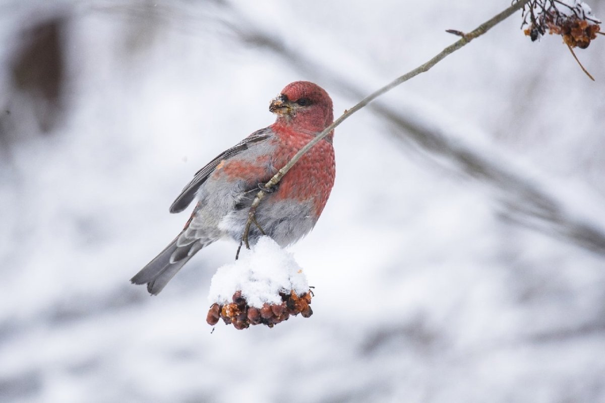 Красивые птицы зимой в лен обл