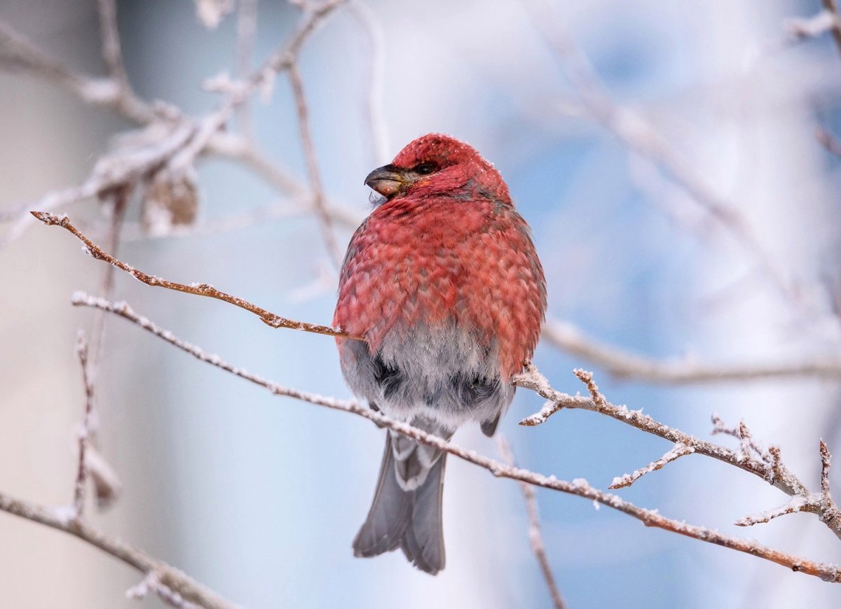 Щур голубой птица