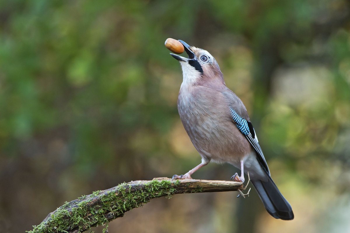 Разнообразие птиц