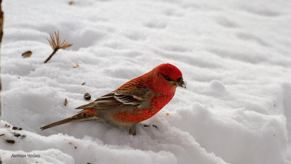 Щур в Мурманской области