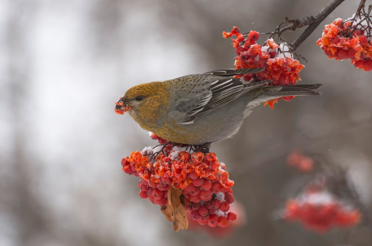 Щуры Вьюрковые