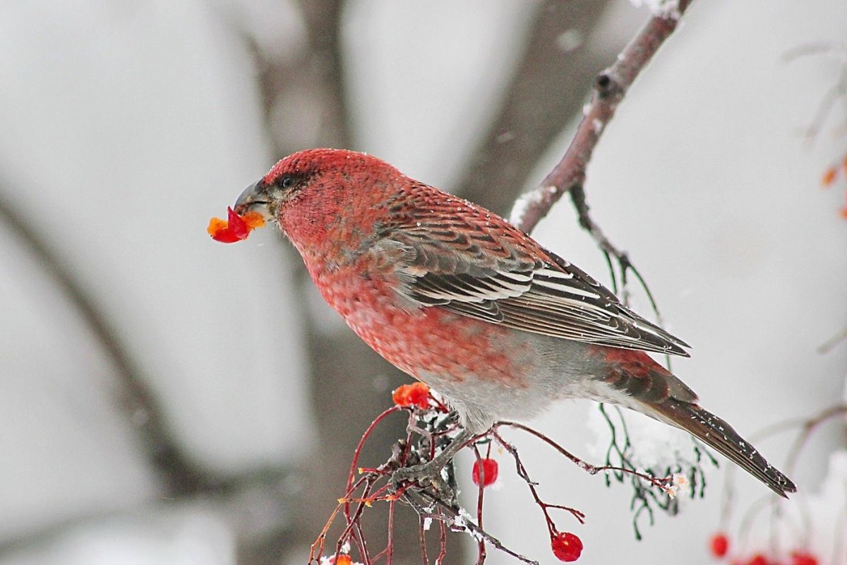 Щуры Вьюрковые