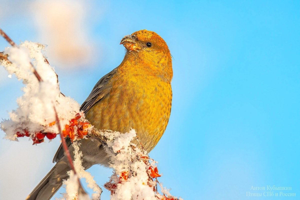 Птицы Петербурга