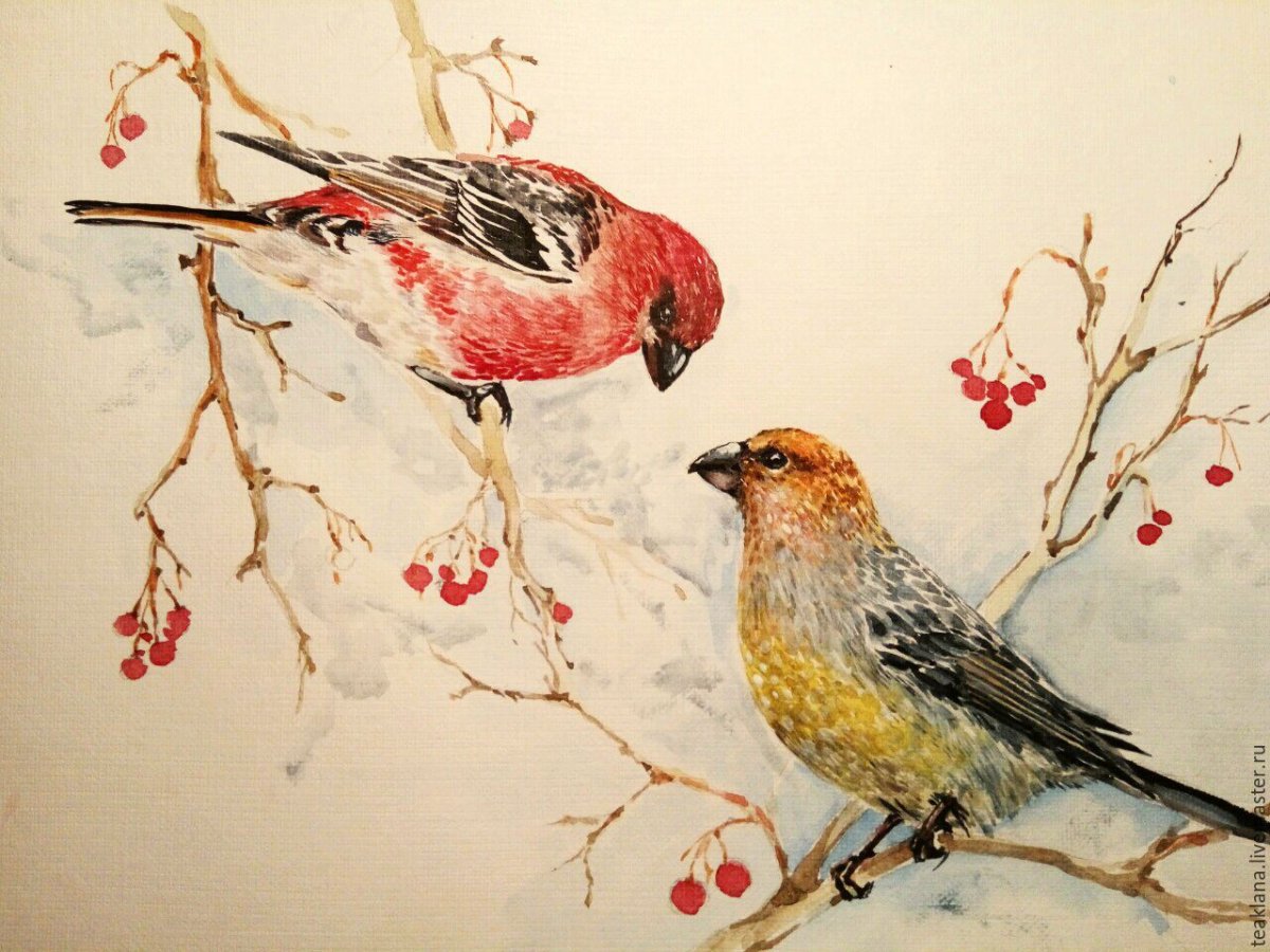 Щур птица самец и самка