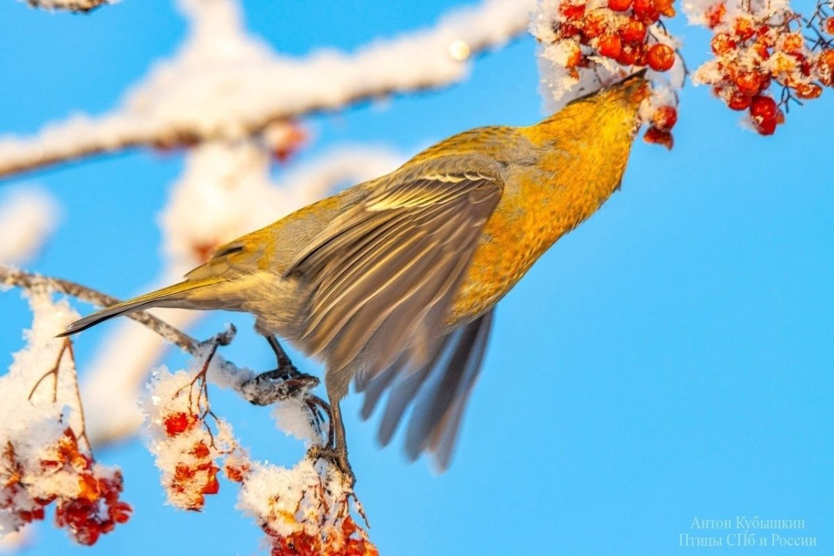 Птица Щур обыкновенный Щур