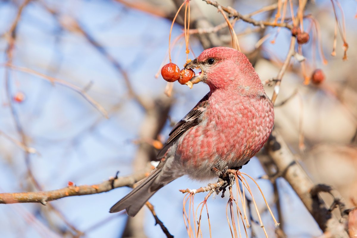 Щур рододендровый