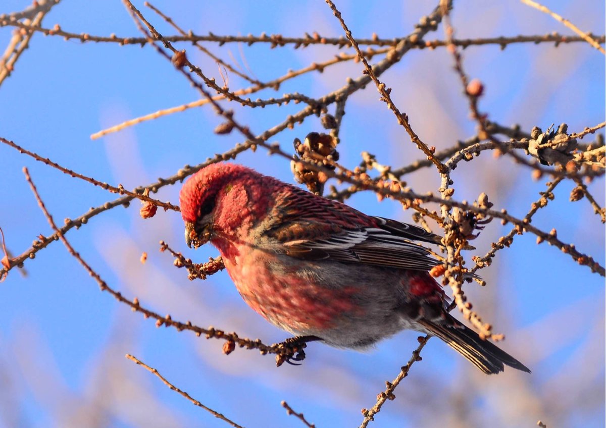 Щур - pinicola enucleator