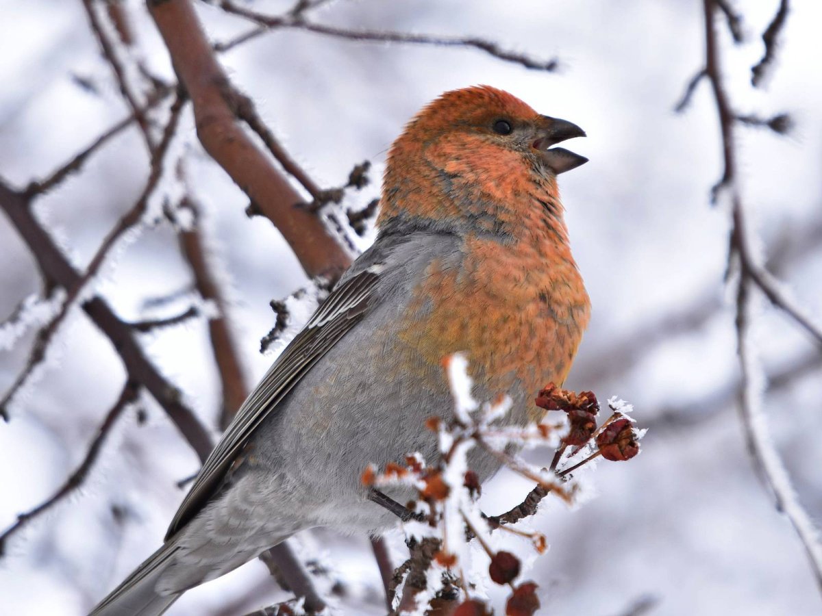 Щур - pinicola enucleator