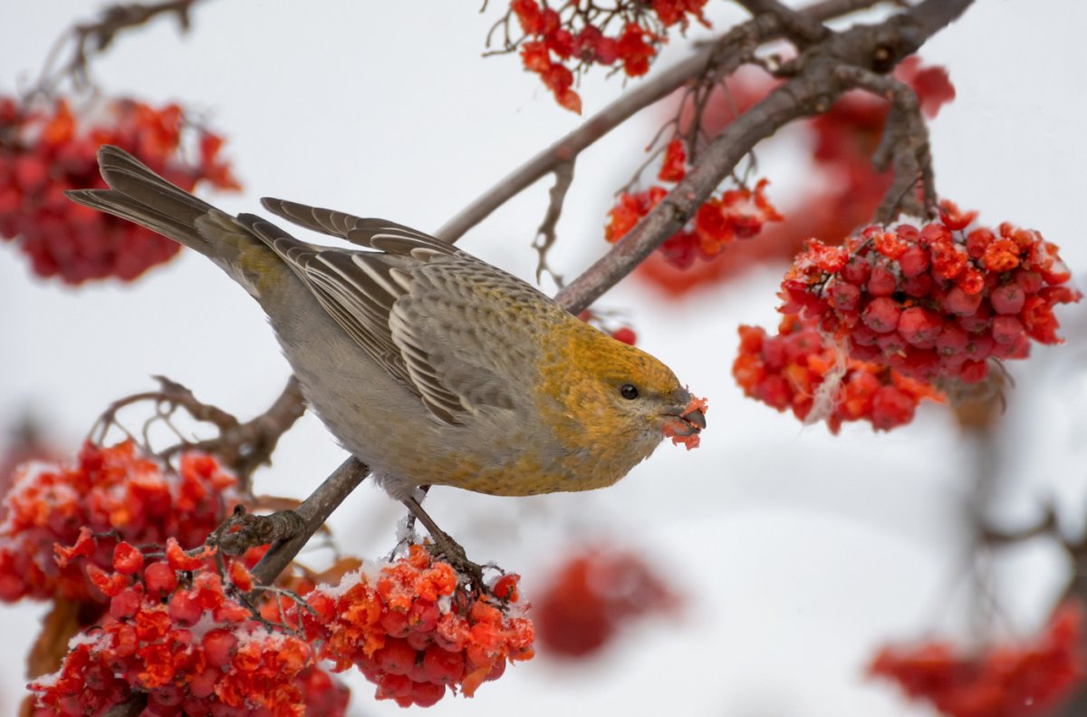 Птичка - обыкновенный Щур