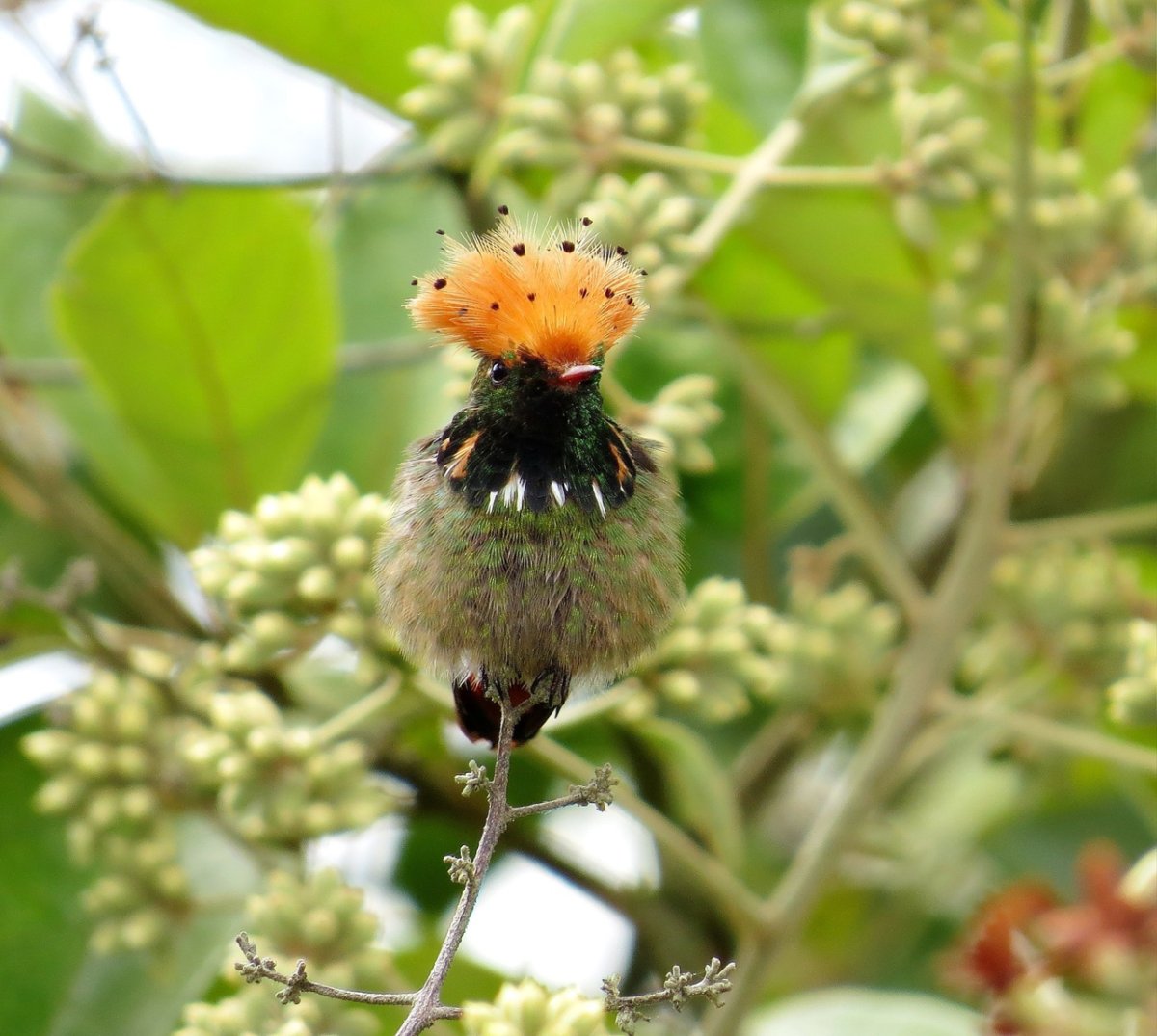 Кокетка животное