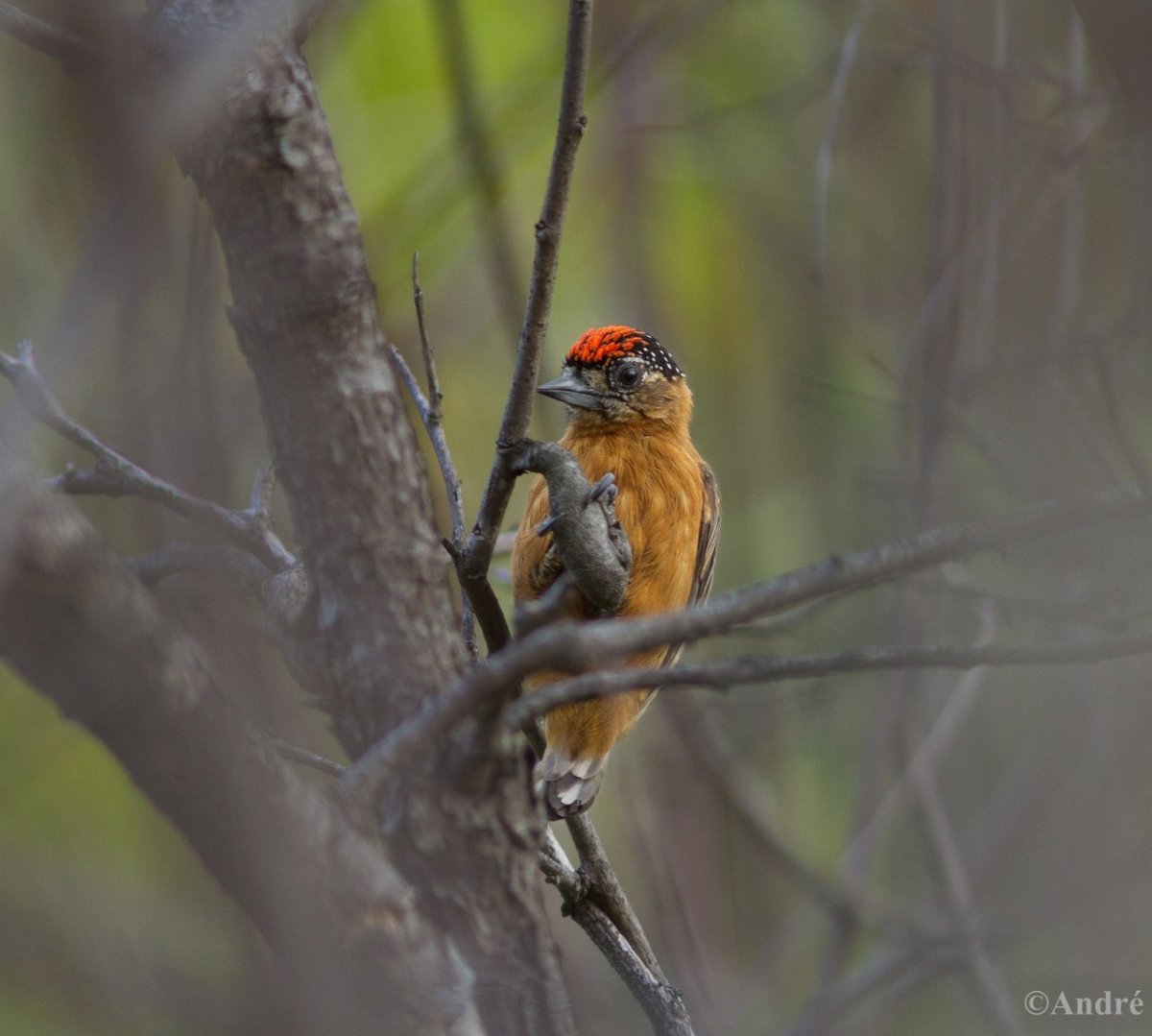 Белобровый рыжий дятелок