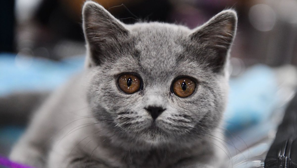 Удивительные способности кошек