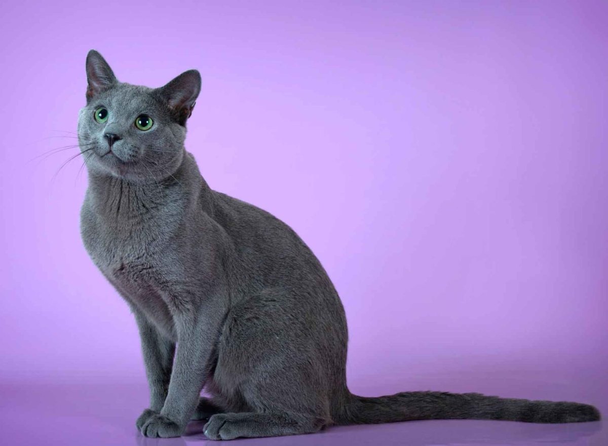 Кошка Сибирская голубая гладкошерстная
