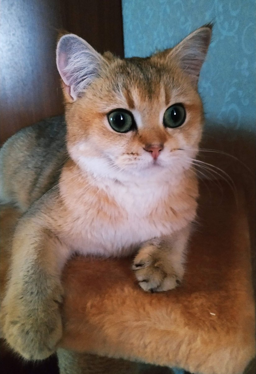 Котята модных пород