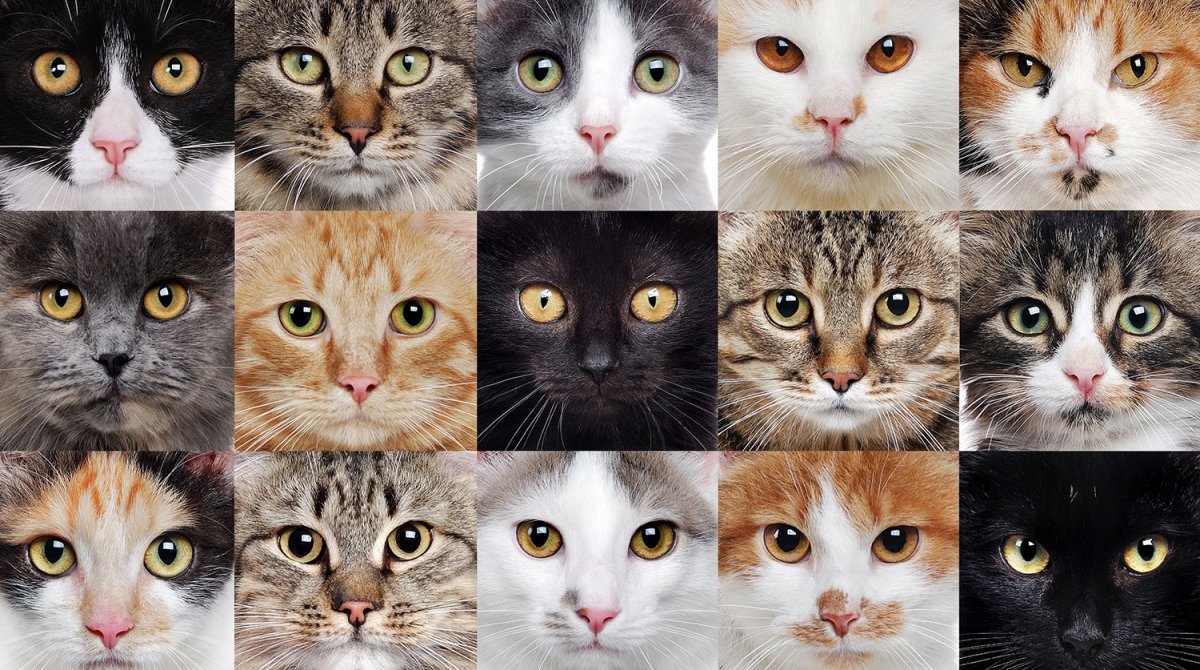 Самые популярные породы кошек в России