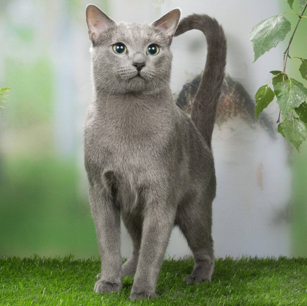 Сибирский голубая кошка короткошерстная