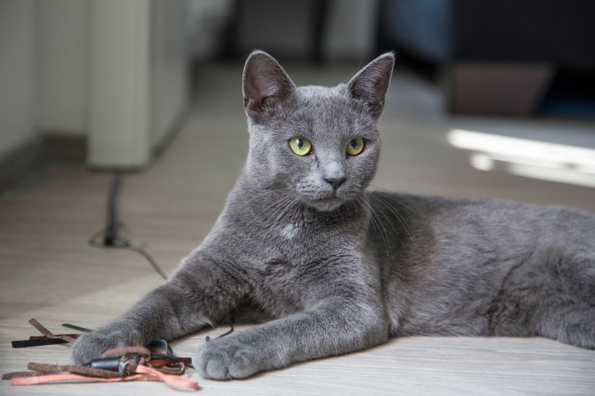 Российские породы кошек