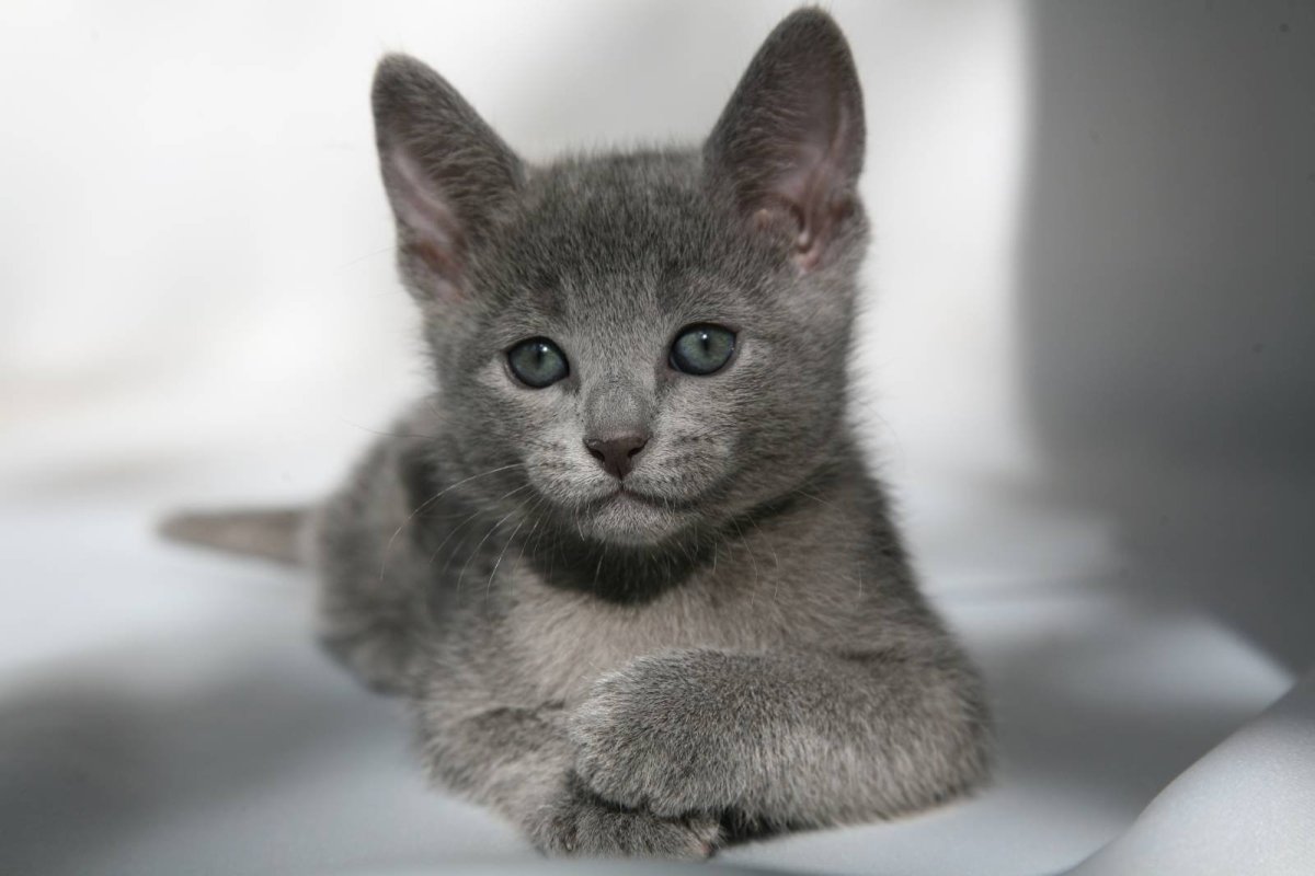 Корат котята