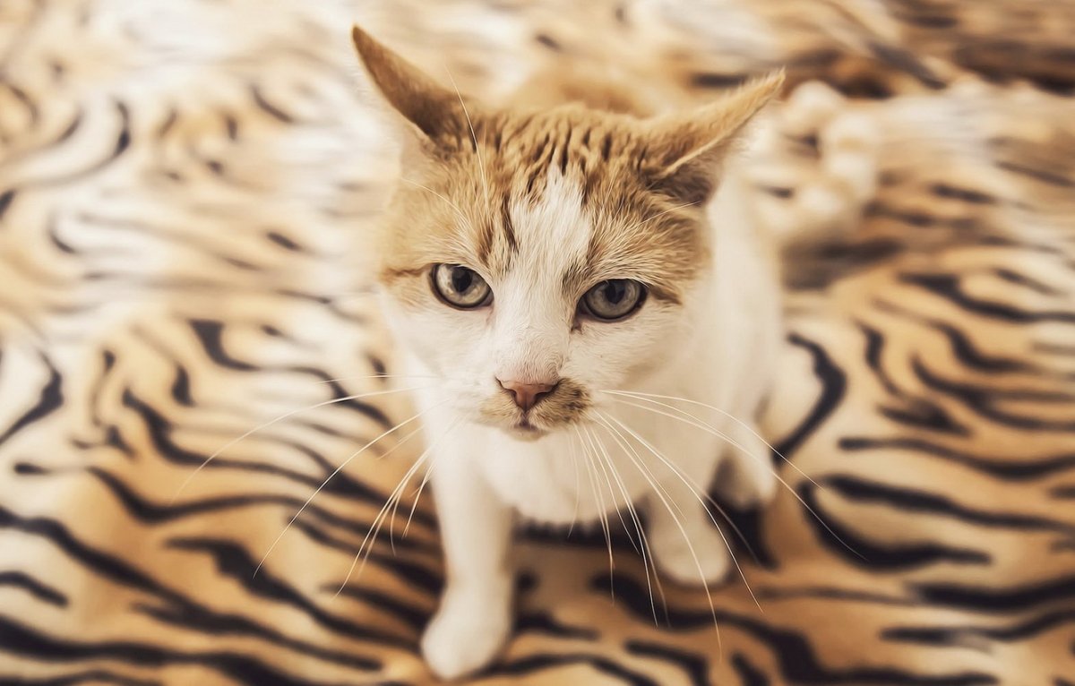 Обои на рабочий стол кошки