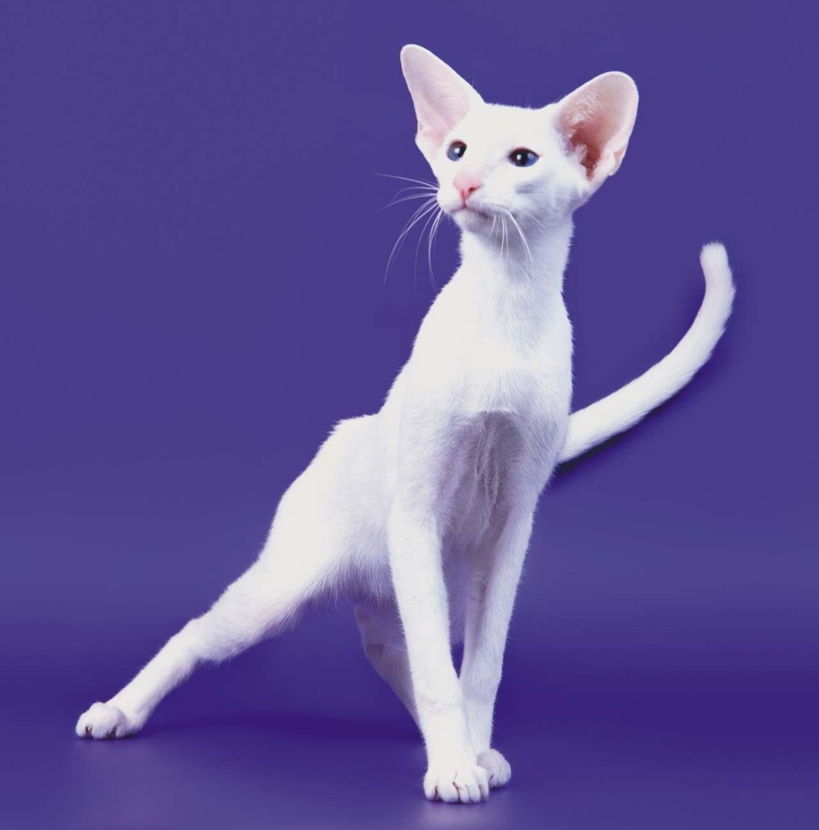 Кот Ориентал альбинос