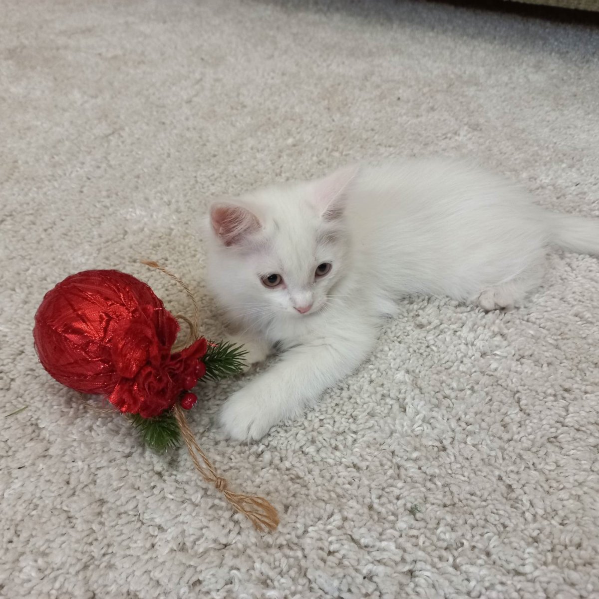 Вискас для котят