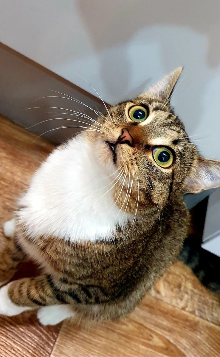 Здоровые коты порода