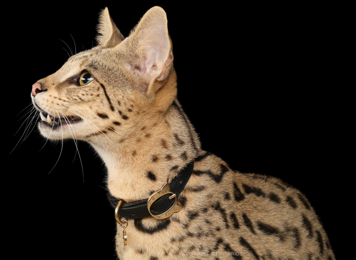 Ашера Саванна f1