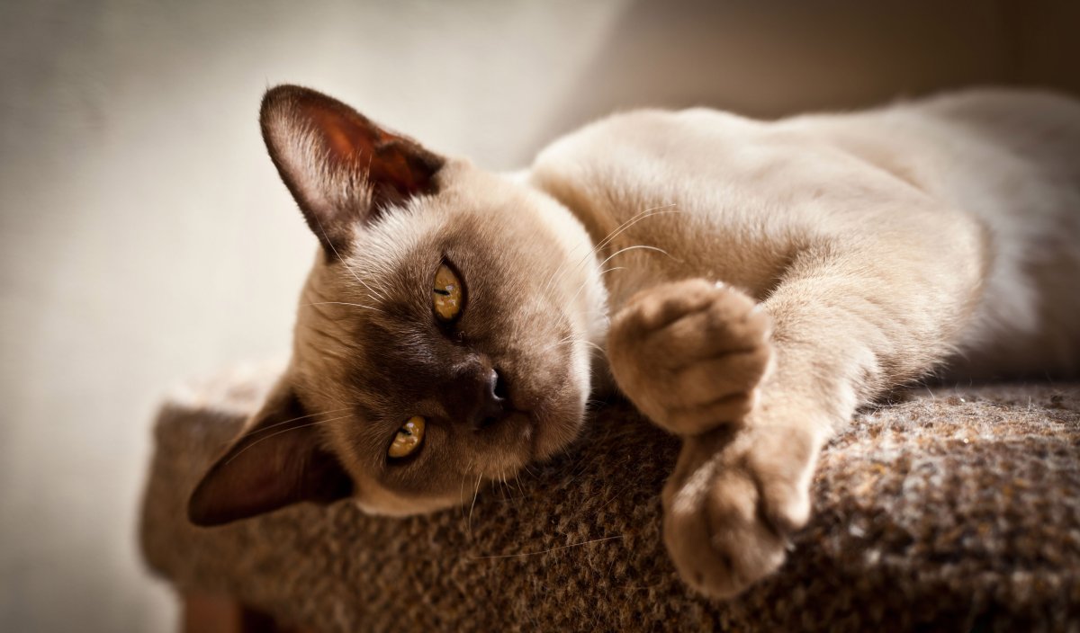 Кот европейская Бурма