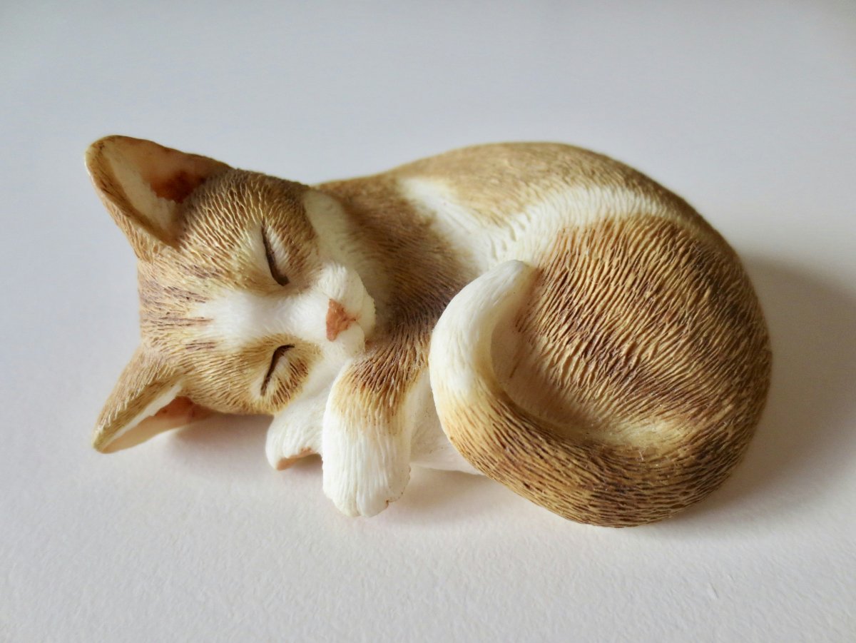 Кот в очках