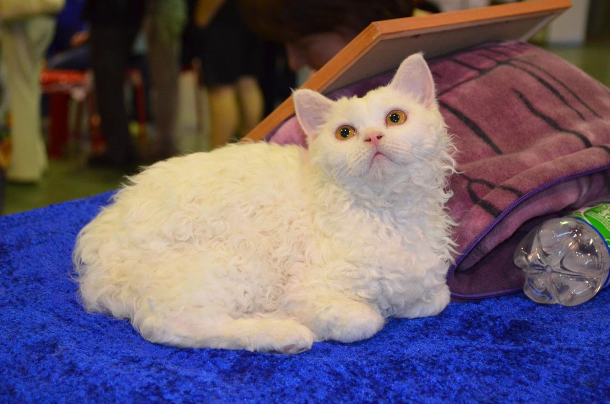 Знаменитые эрмитажные коты