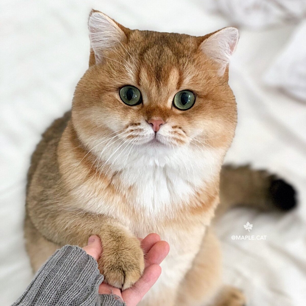 Британская короткошёрстная Золотая шиншилла