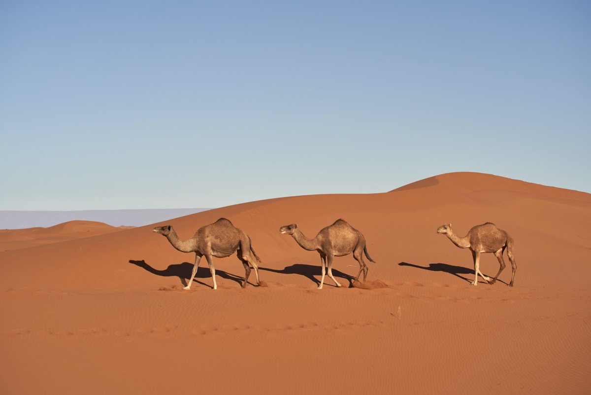 Camels in the Desert