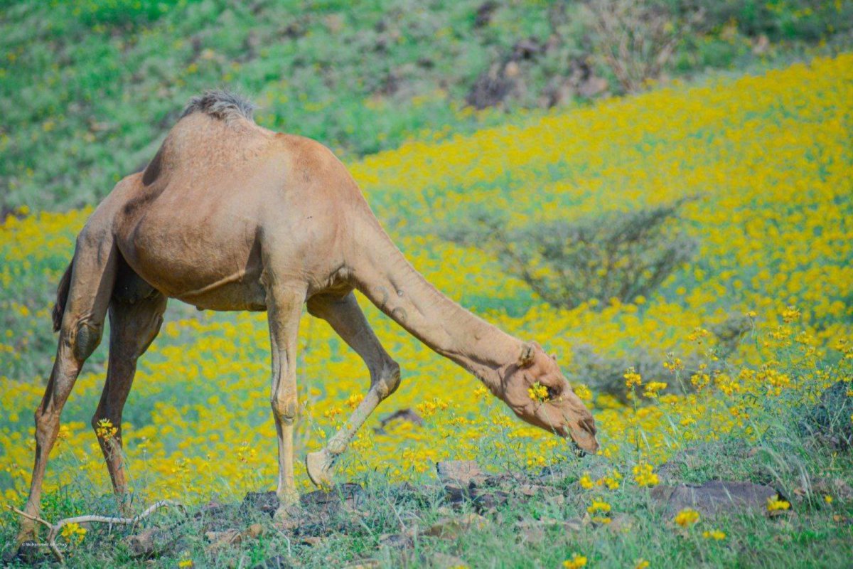 Пустыни Саудовской Аравии