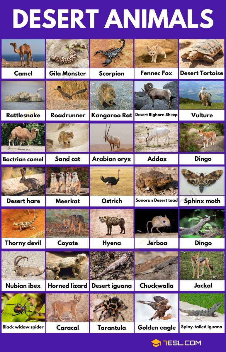 English names of Desert animals