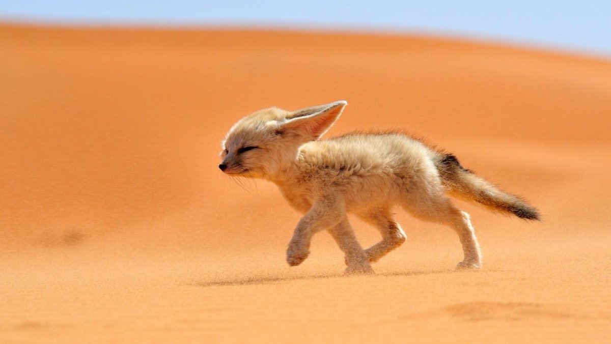 Фенек млекопитающие Африки