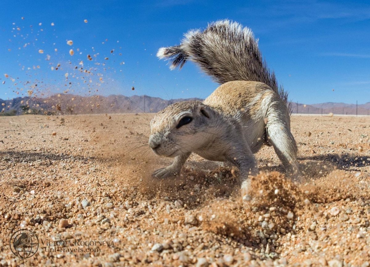 Пустыни полупустыни Африки животный мир