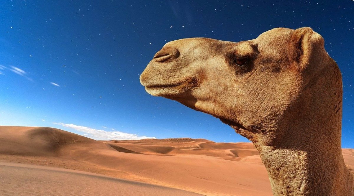 Верблюд в пустыне