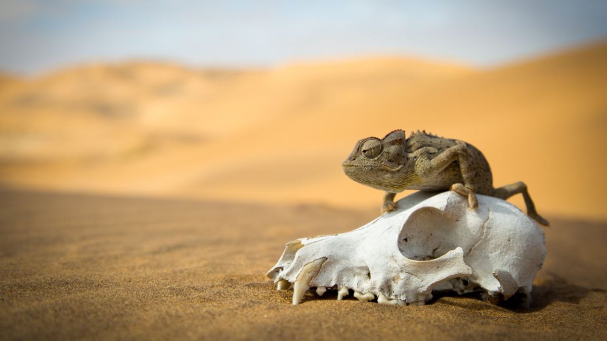 Животные пустыни