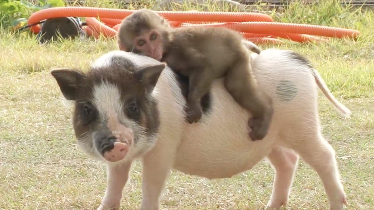 Обезьяна и свинья вместе